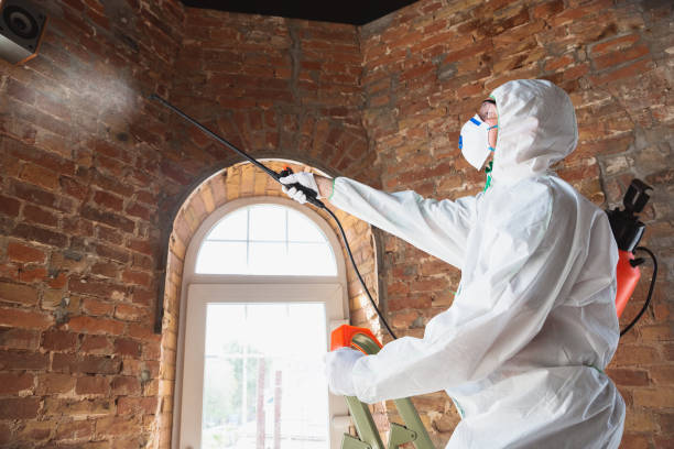 Environmental Consulting for Mold Prevention in Rockland, ME